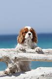 CAVALIER KING CHARLES 113